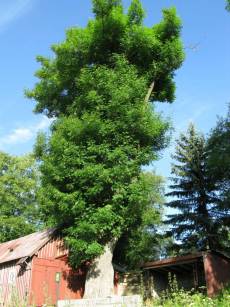 Gemeine Esche - Lebensbaum